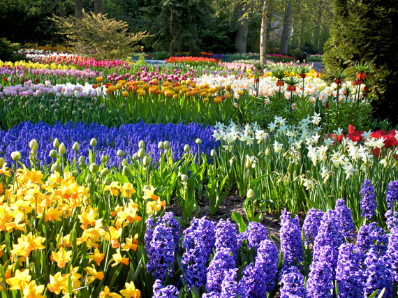 Tulipanes: la primavera empieza en Keukenhof